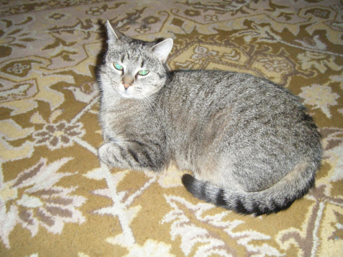 Obrazek