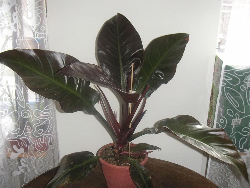 Black Cardinal Philodendron