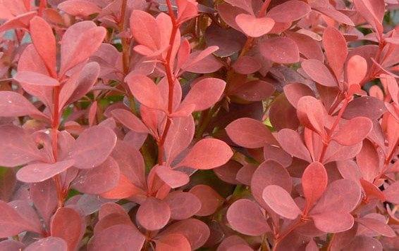 Berberis Orange Rocket