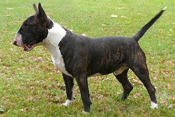 Obrazek