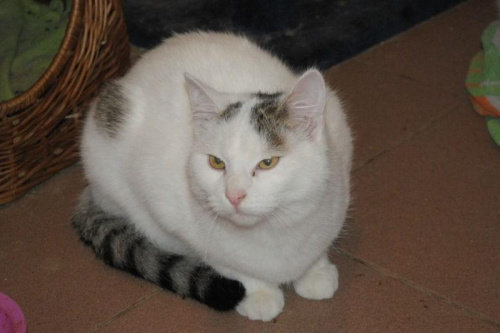Obrazek