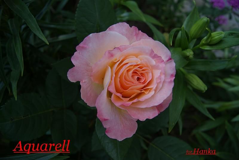 Obrazek