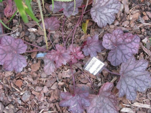 Heuchera Cascade Dawn