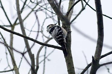 Dzieciołek. #dzięciołek #dzięcioł