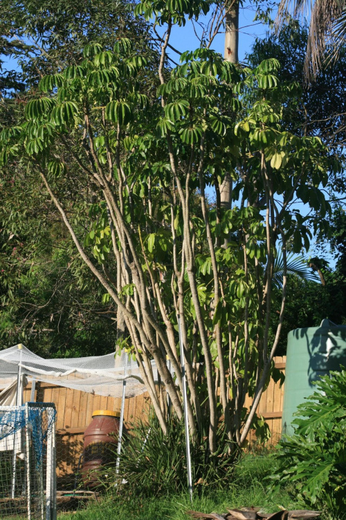 Szeflera czyli umbrella tree - do wyciecia.