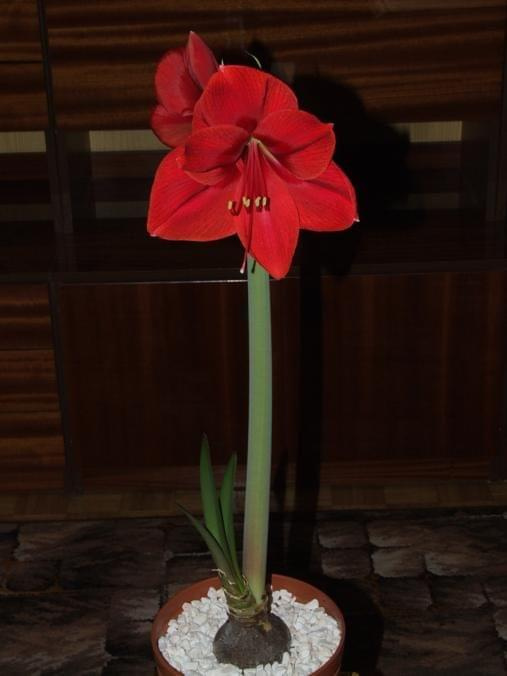 odmiana 'Rilona' - 23 marca 2009 #amarylis #Hippeastrum #hydroponika #Rilona