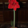 odmiana 'Rilona' - 23 marca 2009 #amarylis #Hippeastrum #hydroponika #Rilona