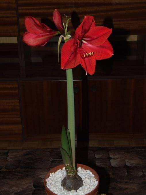 odmiana 'Rilona' - 23 marca 2009 #amarylis #Hippeastrum #hydroponika #Rilona