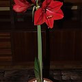 odmiana 'Rilona' - 23 marca 2009 #amarylis #Hippeastrum #hydroponika #Rilona