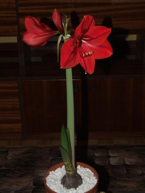 odmiana 'Rilona' - 23 marca 2009 #amarylis #Hippeastrum #hydroponika #Rilona