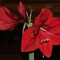 odmiana 'Rilona' - 23 marca 2009 #amarylis #Hippeastrum #hydroponika #Rilona