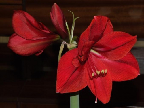 odmiana 'Rilona' - 23 marca 2009 #amarylis #Hippeastrum #hydroponika #Rilona