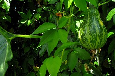 troszkę letnich wspomnień ... 2008 #zieleń #liście #dynie #ogród #lato