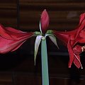 odmiana 'Rilona' - 23 marca 2009 #amarylis #Hippeastrum #hydroponika #Rilona