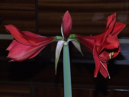 odmiana 'Rilona' - 23 marca 2009 #amarylis #Hippeastrum #hydroponika #Rilona