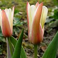 z ogródka ... #tulipany #kwiaty #wiosna #ogród