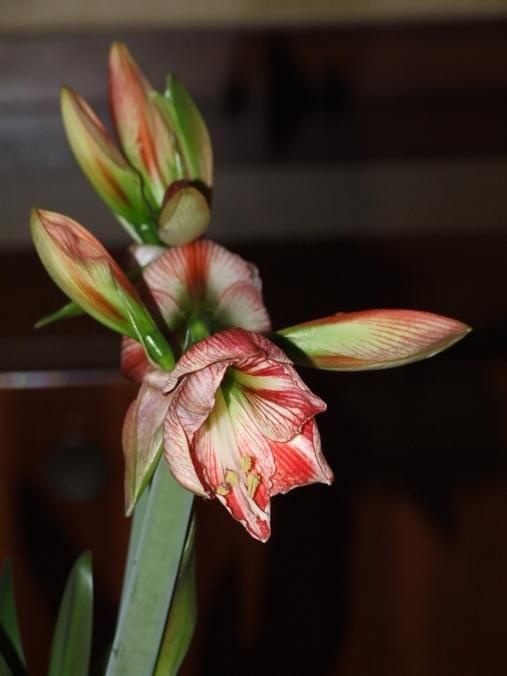 odmiana 'Fairytale' - 7 kwietnia 2009 #amarylis #Fairytale #Hippeastrum #hydroponika