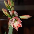 odmiana 'Fairytale' - 7 kwietnia 2009 #amarylis #Fairytale #Hippeastrum #hydroponika