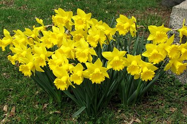 Rożności z dzisiejszej wycieczki po najbliższej okolicy #azalie #narcyze #zonkile #hiacynty #tulipany #mlecze #PolneKwiatki #forsycja #inne