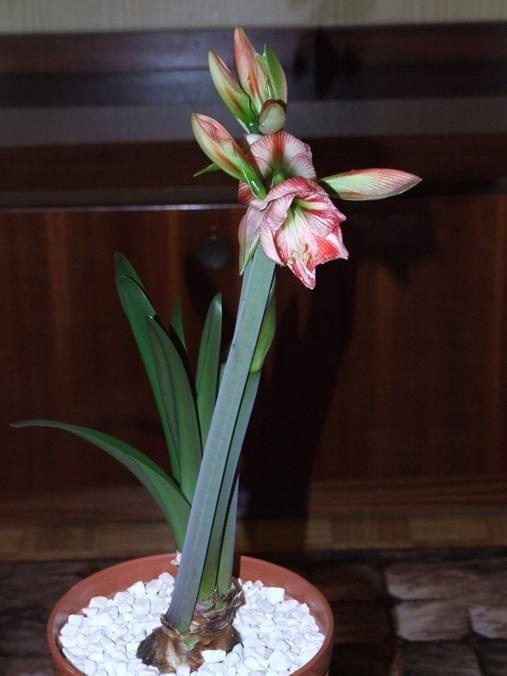 odmiana 'Fairytale' - 7 kwietnia 2009 #amarylis #Fairytale #Hippeastrum #hydroponika