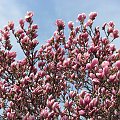 Magnolie #magnolie