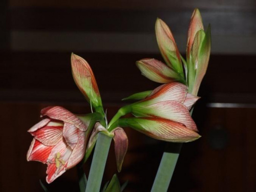 odmiana 'Fairytale' - 7 kwietnia 2009 #amarylis #Fairytale #Hippeastrum #hydroponika