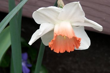 Rożności z dzisiejszej wycieczki po najbliższej okolicy #azalie #narcyze #zonkile #hiacynty #tulipany #mlecze #PolneKwiatki #forsycja #inne