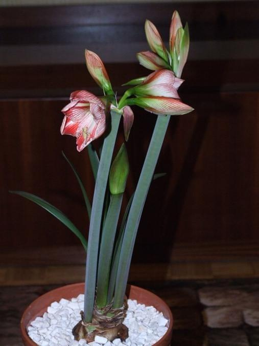 odmiana 'Fairytale' - 7 kwietnia 2009 #amarylis #Fairytale #Hippeastrum #hydroponika