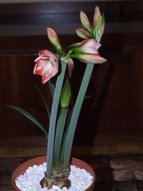 odmiana 'Fairytale' - 7 kwietnia 2009 #amarylis #Fairytale #Hippeastrum #hydroponika