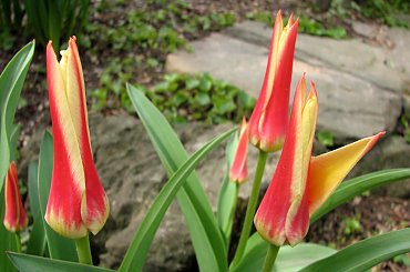 Rożności z dzisiejszej wycieczki po najbliższej okolicy #azalie #narcyze #zonkile #hiacynty #tulipany #mlecze #PolneKwiatki #forsycja #inne