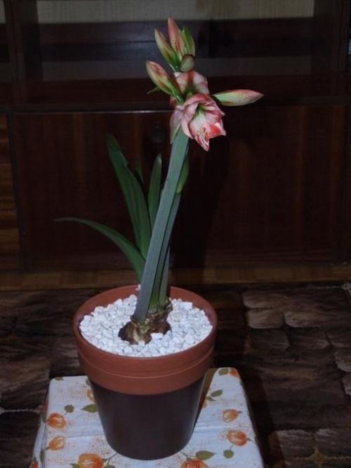 odmiana 'Fairytale' - 7 kwietnia 2009 #amarylis #Fairytale #Hippeastrum #hydroponika