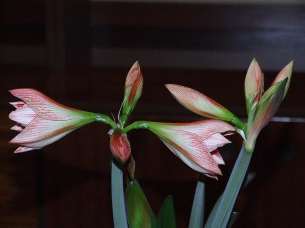 odmiana 'Fairytale' - 7 kwietnia 2009 #amarylis #Hippeastrum #hydroponika #Fairytale