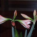 odmiana 'Fairytale' - 7 kwietnia 2009 #amarylis #Hippeastrum #hydroponika #Fairytale