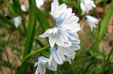 Rożności z dzisiejszej wycieczki po najbliższej okolicy #azalie #narcyze #zonkile #hiacynty #tulipany #mlecze #PolneKwiatki #forsycja #inne