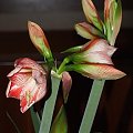 odmiana 'Fairytale' - 7 kwietnia 2009 #amarylis #Fairytale #Hippeastrum #hydroponika