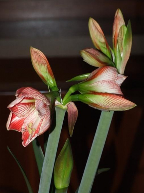 odmiana 'Fairytale' - 7 kwietnia 2009 #amarylis #Fairytale #Hippeastrum #hydroponika