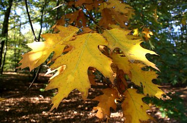 Jesień, dziwna taka #autumn #jesień #xnifar #rafinski