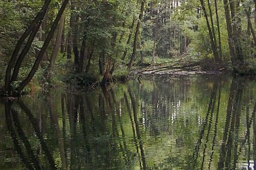 #woda #drzewa #NiebieskieŹródła #TomaszówMazowiecki