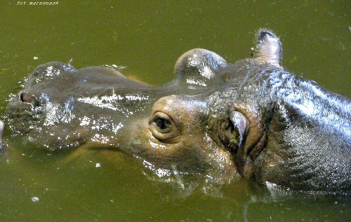 hihihi ... hipopotam