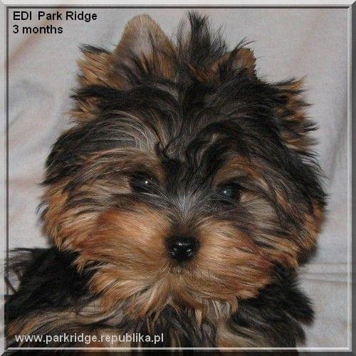 EDI Park Ridge #EdiParkRidge