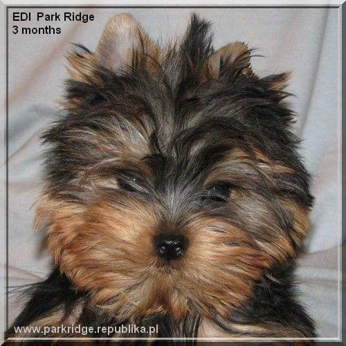 EDI Park Ridge #EdiParkRidge