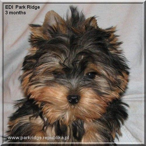 EDI Park Ridge #EdiParkRidge