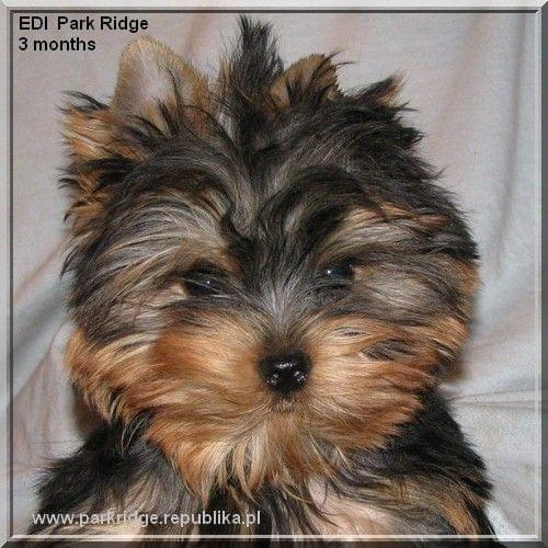 EDI Park Ridge #EdiParkRidge