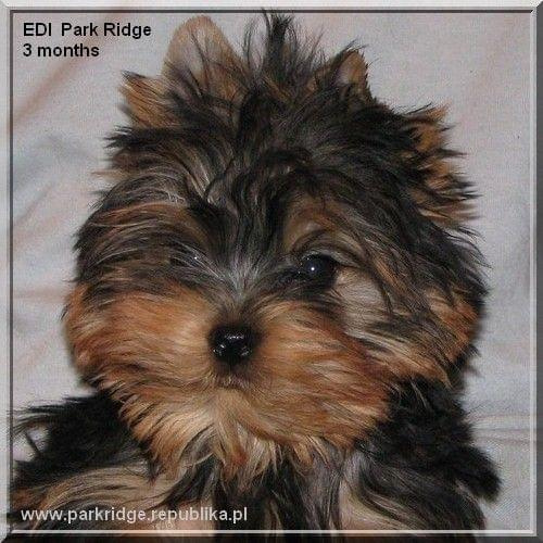 EDI Park Ridge #EdiParkRidge