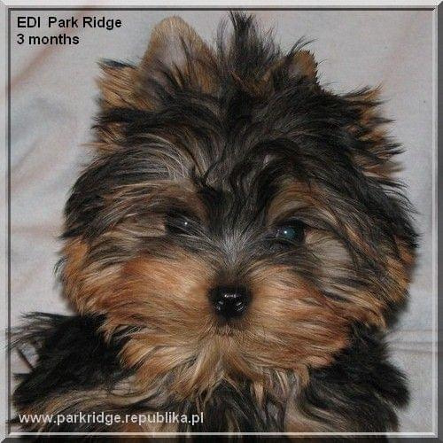 EDI Park Ridge #EdiParkRidge