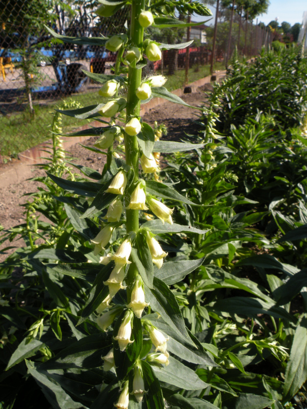 D. lutea