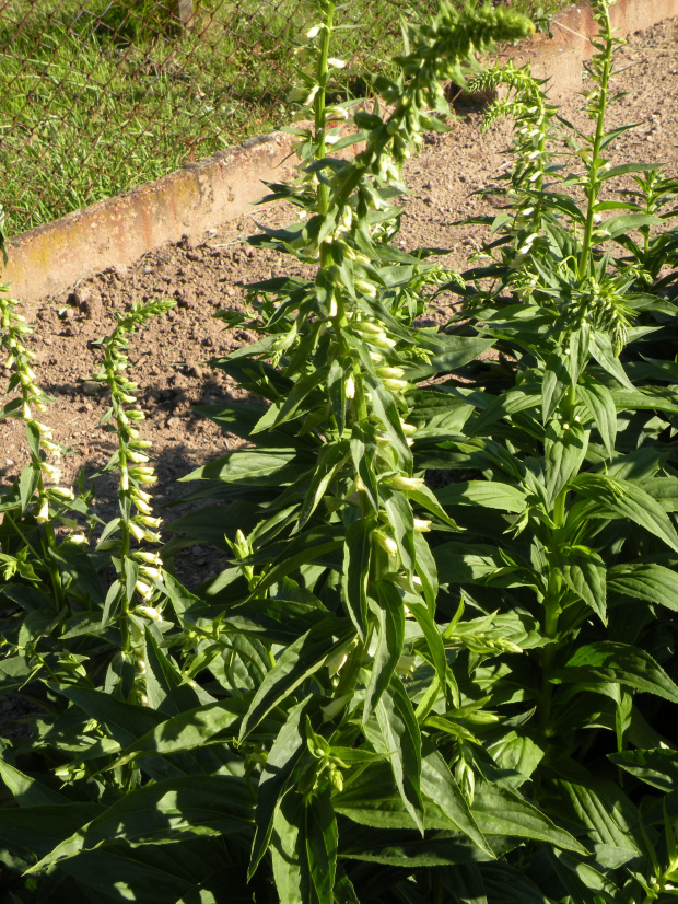 D. lutea