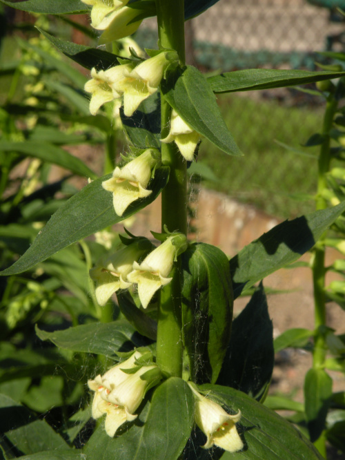 D. lutea