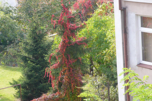 jesienny widok
z balkonu