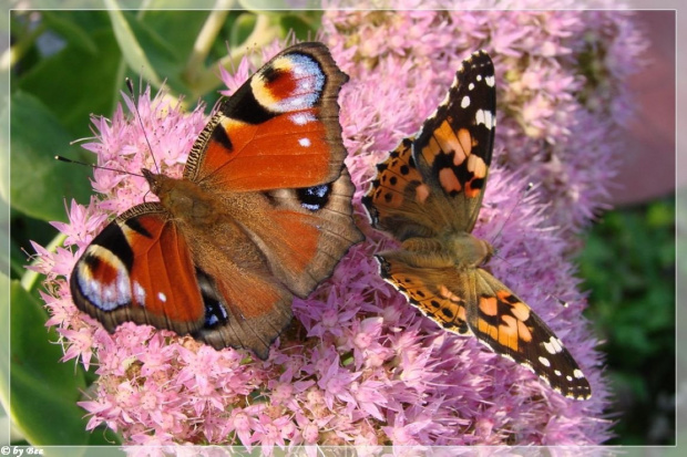 #motyle #owady #ogród